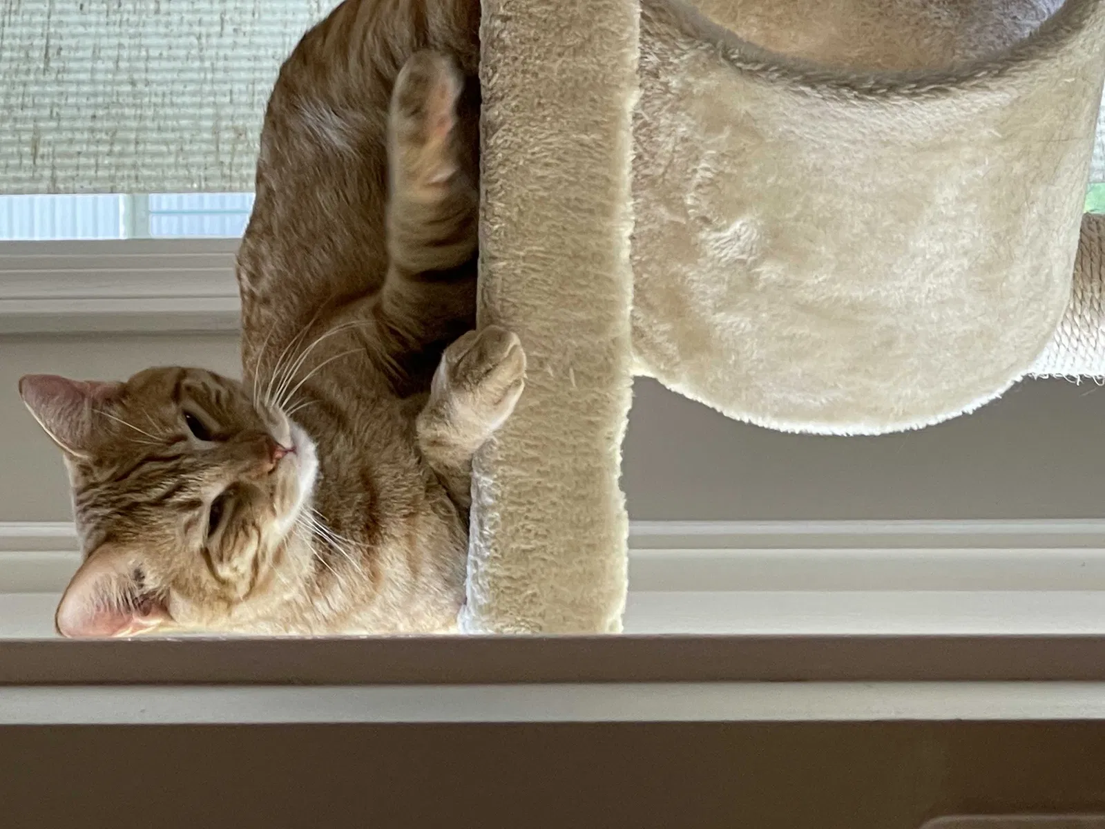 Lost cat in Lincoln, NE, 68516