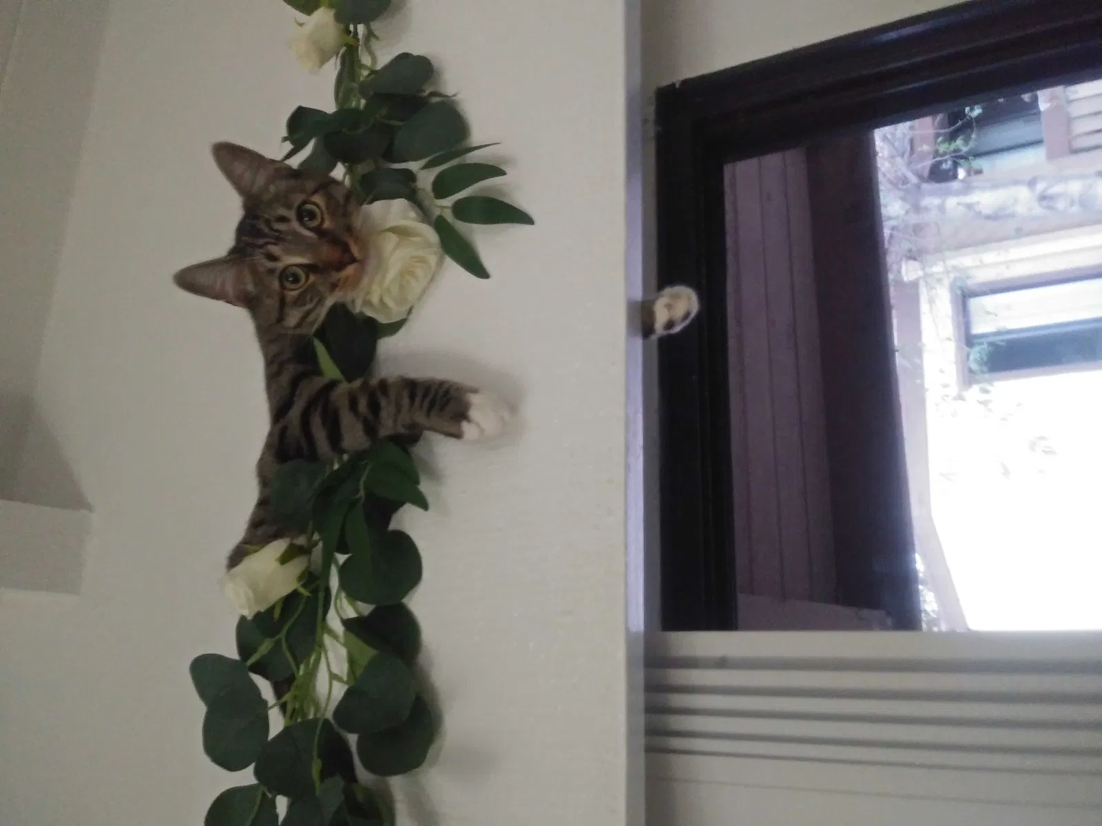 Lost cat in Fullerton, CA, 92831