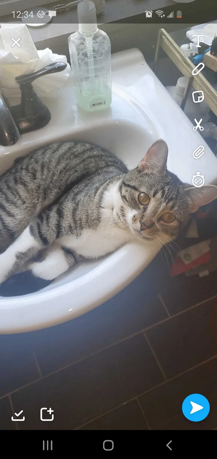 Lost cat in Edwardsburg, MI, 49112