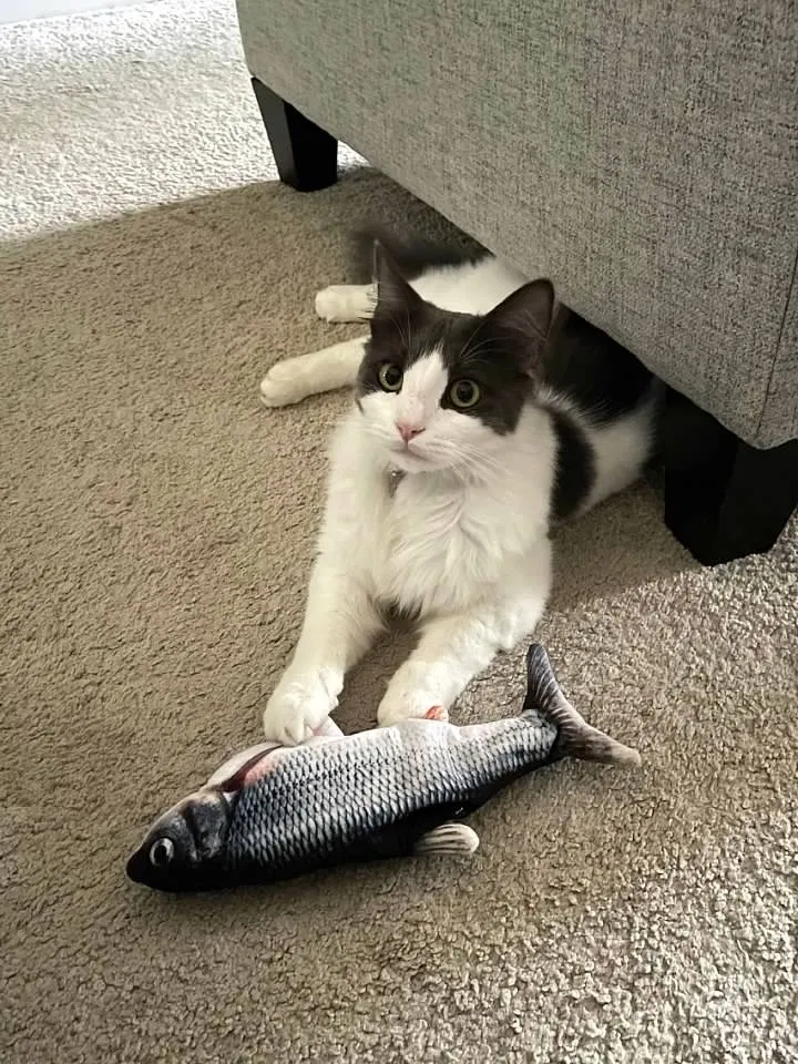 Lost cat in Kernersville, NC, 27284