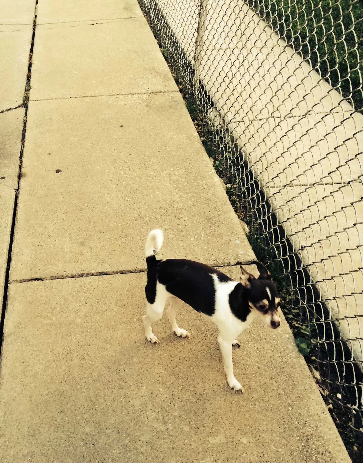 Lost dog in Chicago, IL, 60628