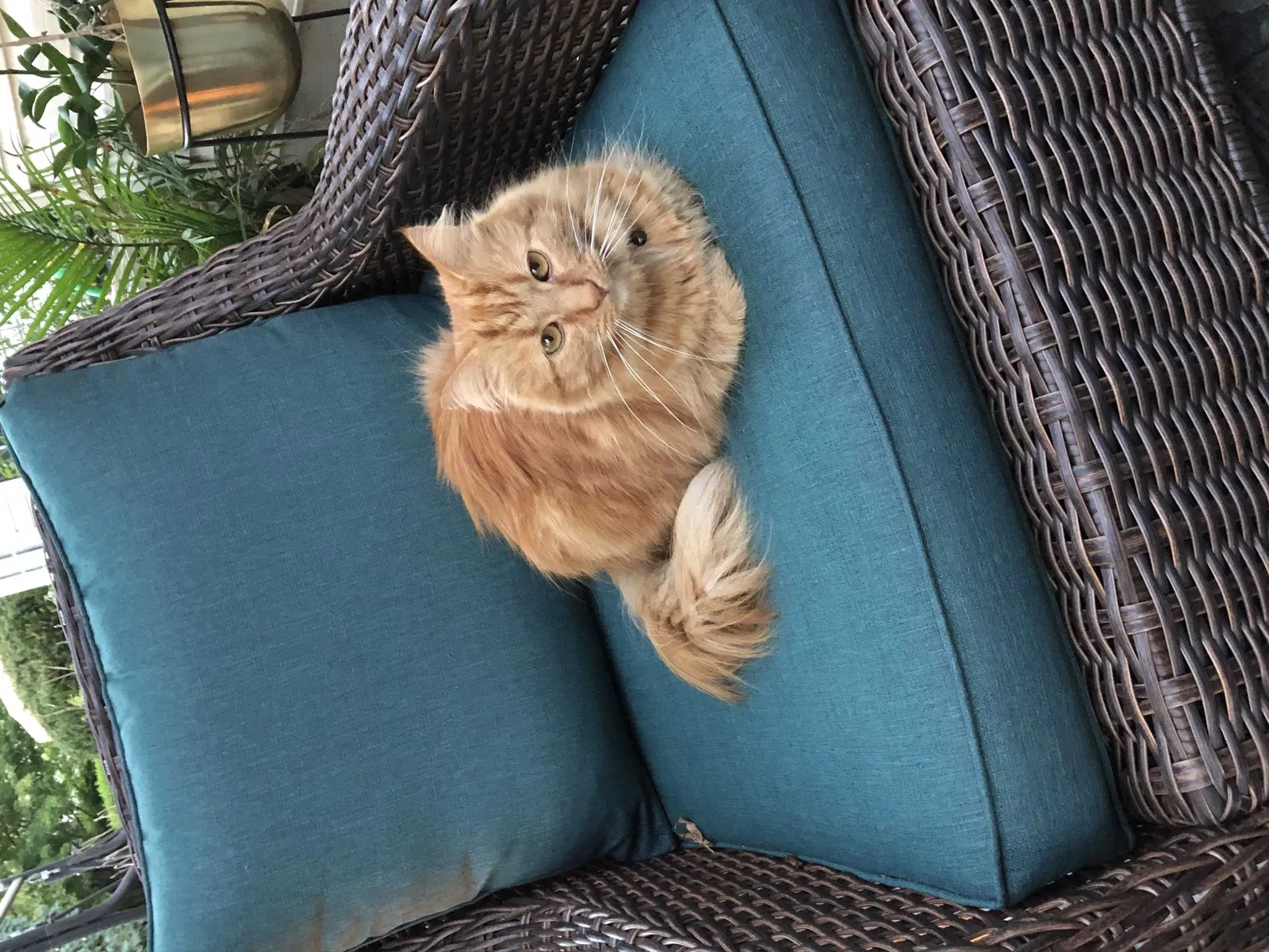 Lost cat in Maumee, OH, 43537