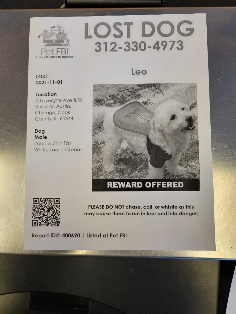 Lost dog in Chicago, IL, 60644