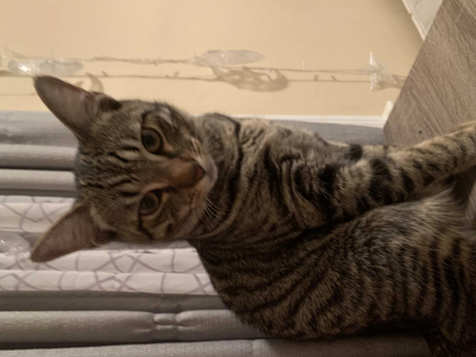 Lost cat in Cleveland, OH, 44144