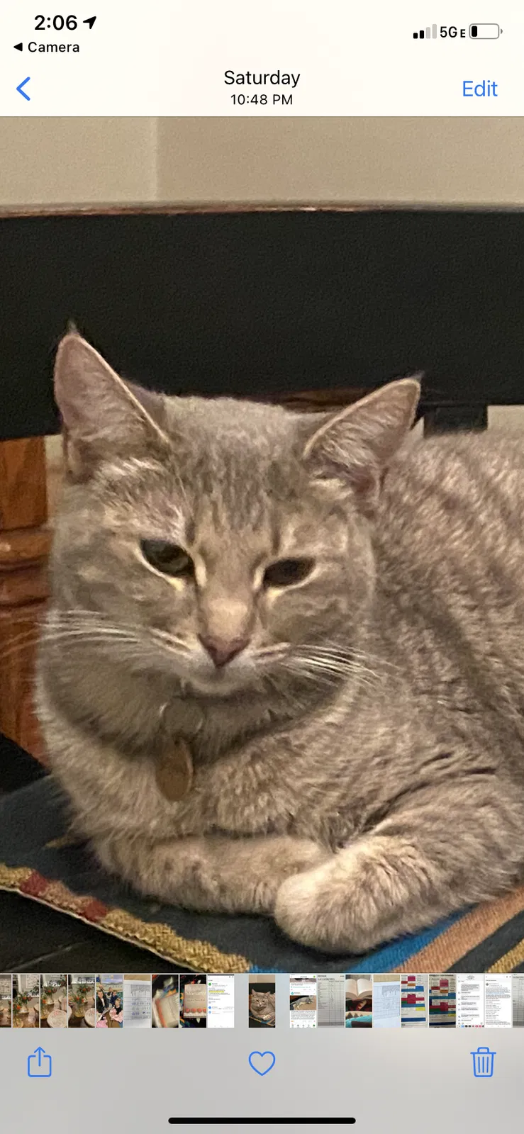 Lost cat in Tulsa, OK, 74104