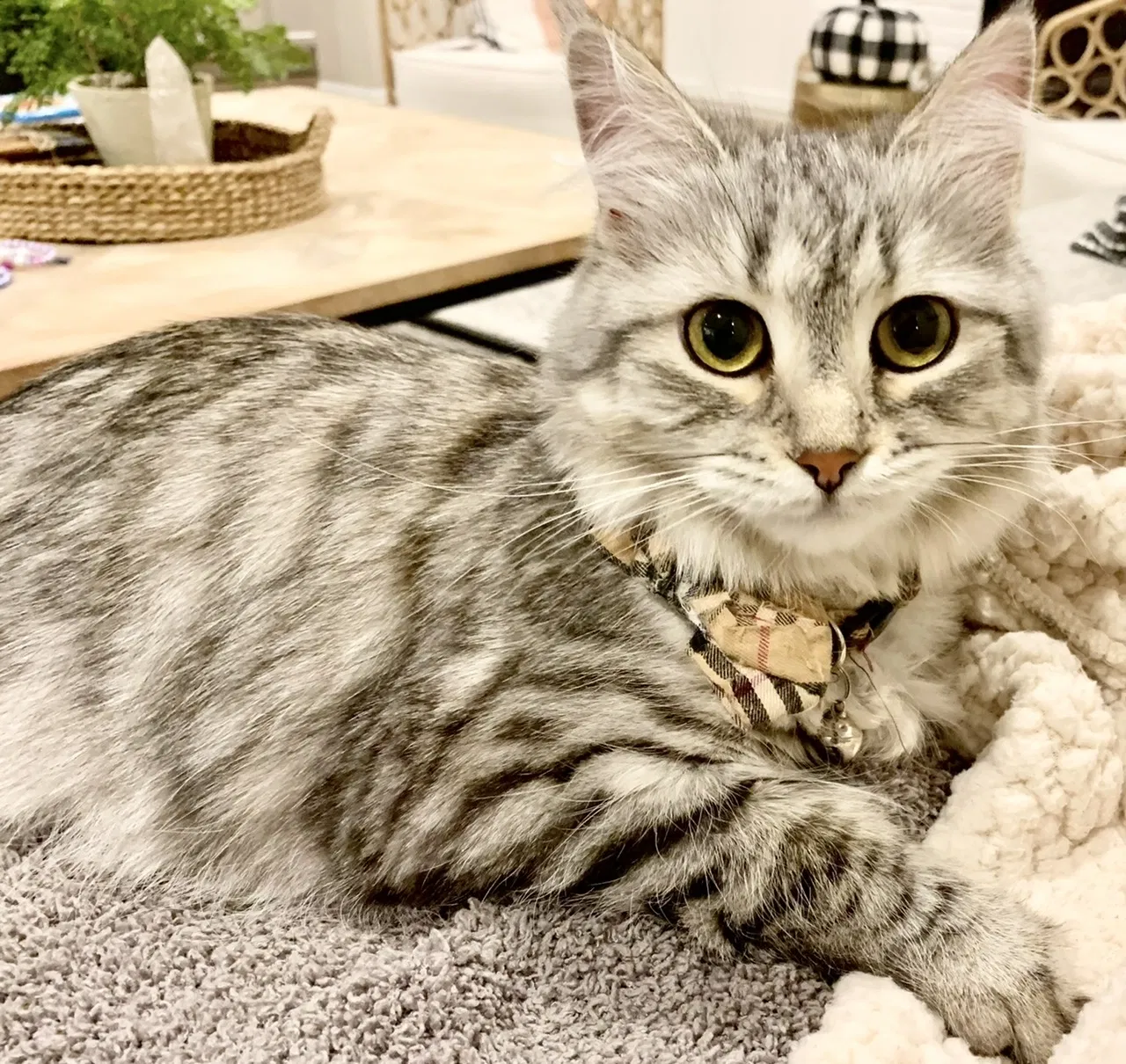 Lost cat in Las Vegas, NV, 89138