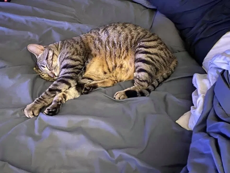 Lost cat in Glendale, AZ, 85306