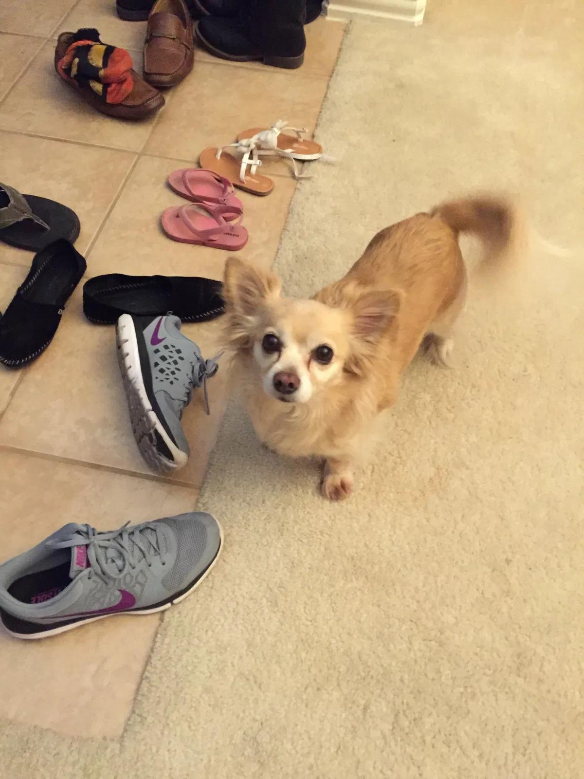 Lost dog in Tomball, TX, 77375