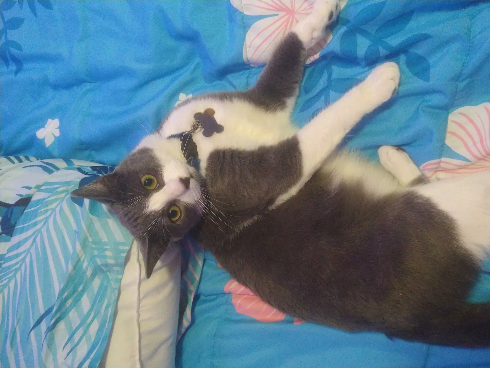 Lost cat in Corpus Christi, TX, 78415