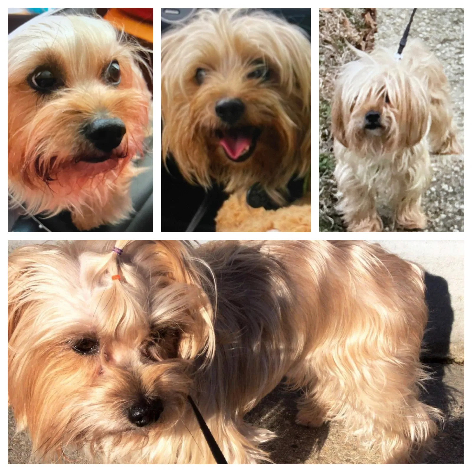 Lost dog in Cherry Hill, NJ, 8002