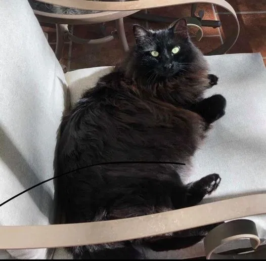 Lost cat in Cornelius, NC, 28031