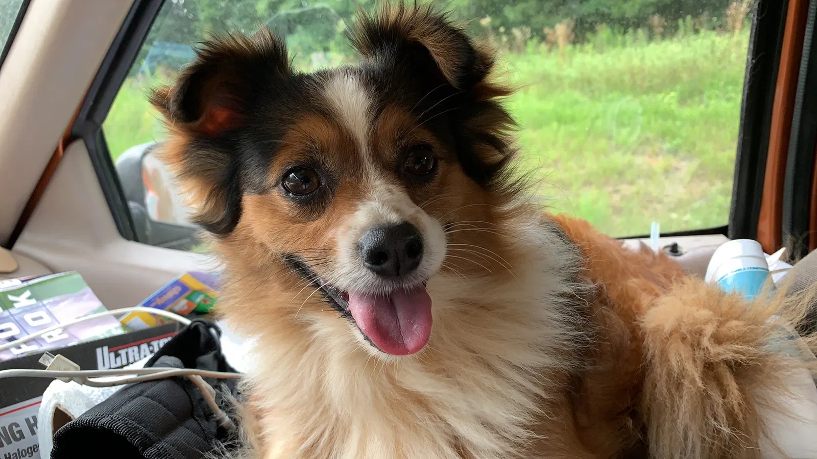 Lost dog in Catawba, NC, 28609