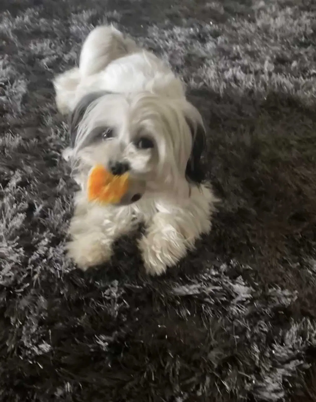 Lost dog in San Bernardino, CA, 92410