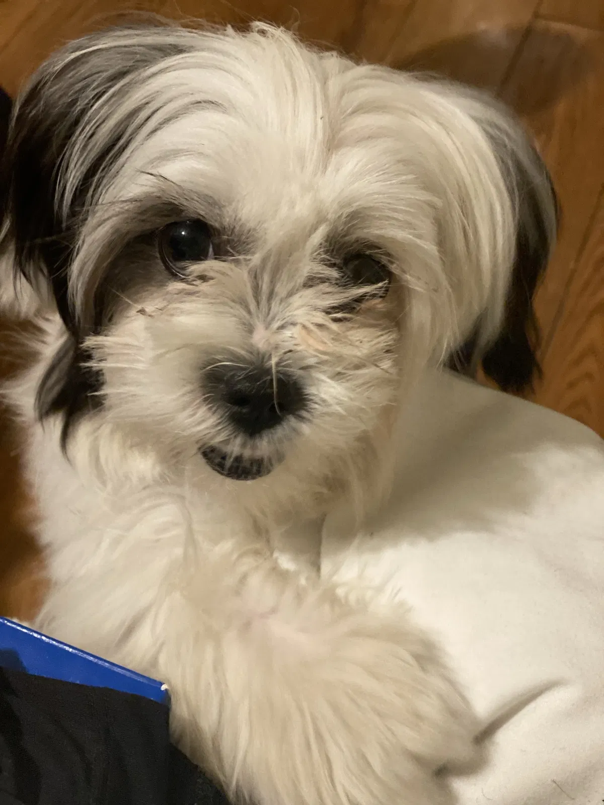 Lost dog in San Bernardino, CA, 92410