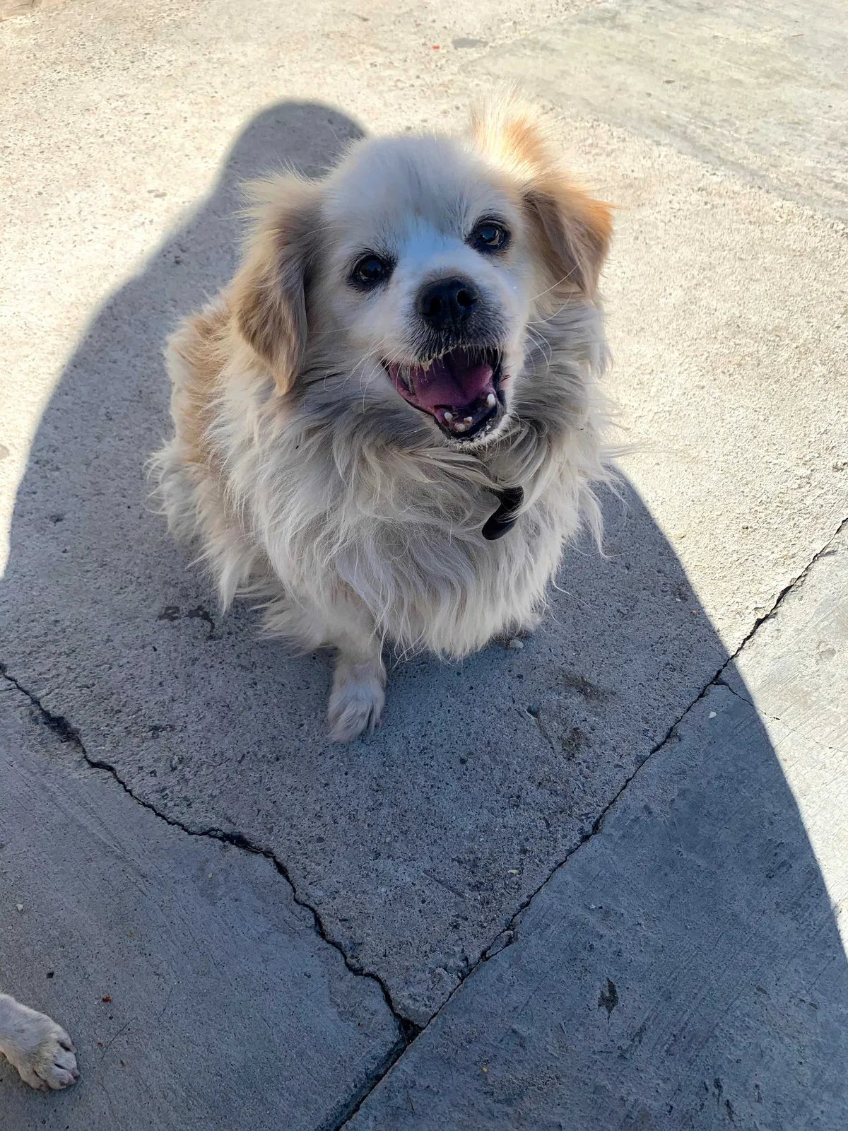 Lost dog in Oceanside, CA, 92057