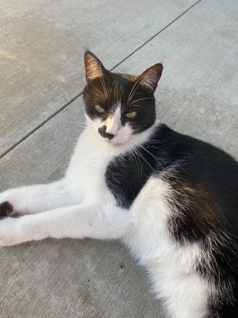 Lost cat in San Diego, CA, 92117