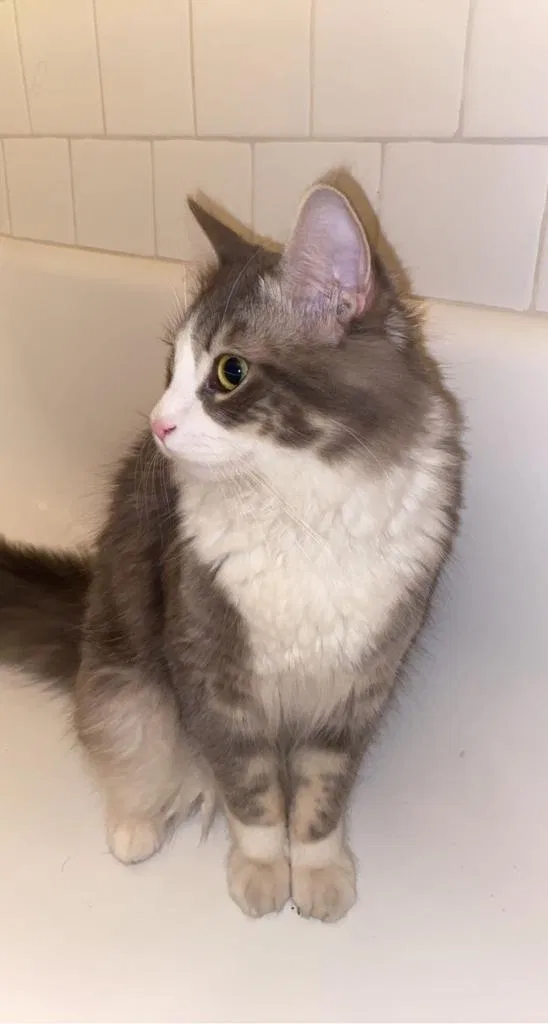Lost cat in West Covina, CA, 91792