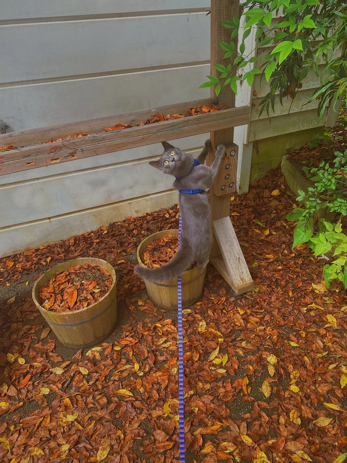 Lost cat in Alcoa, TN, 37701