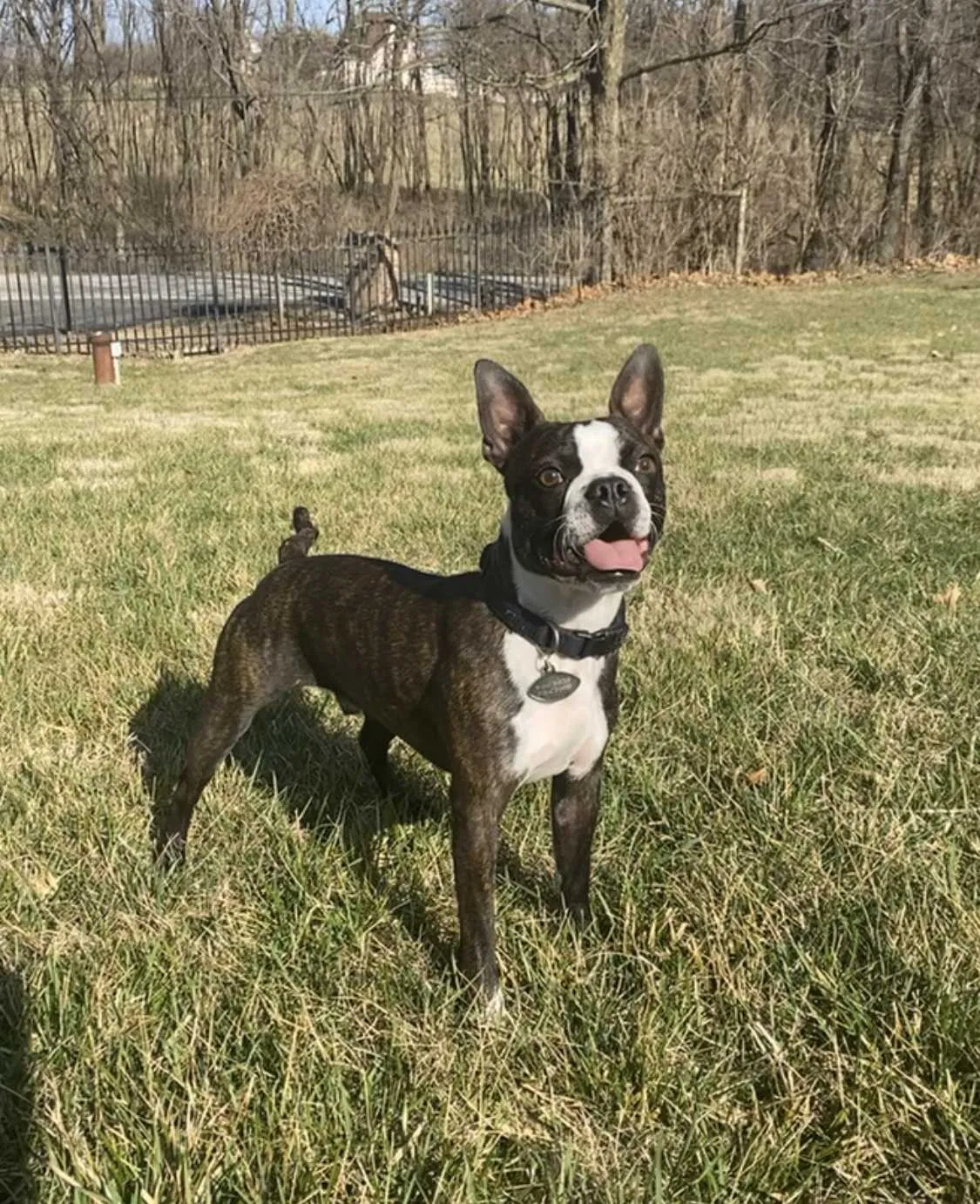 Lost dog in Kansas City, MO, 64155