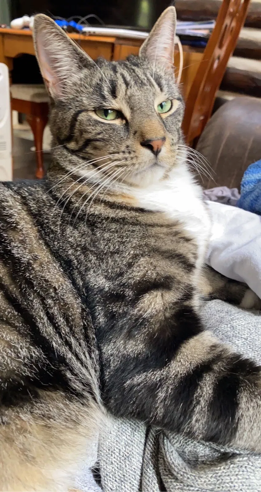Lost cat in Sussex, NJ, 7461