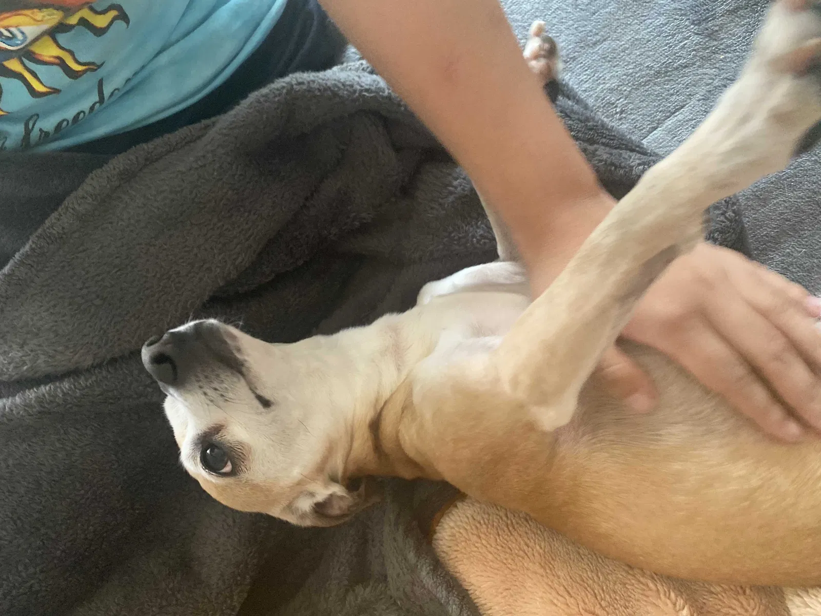 Lost dog in Cicero, IL, 60804