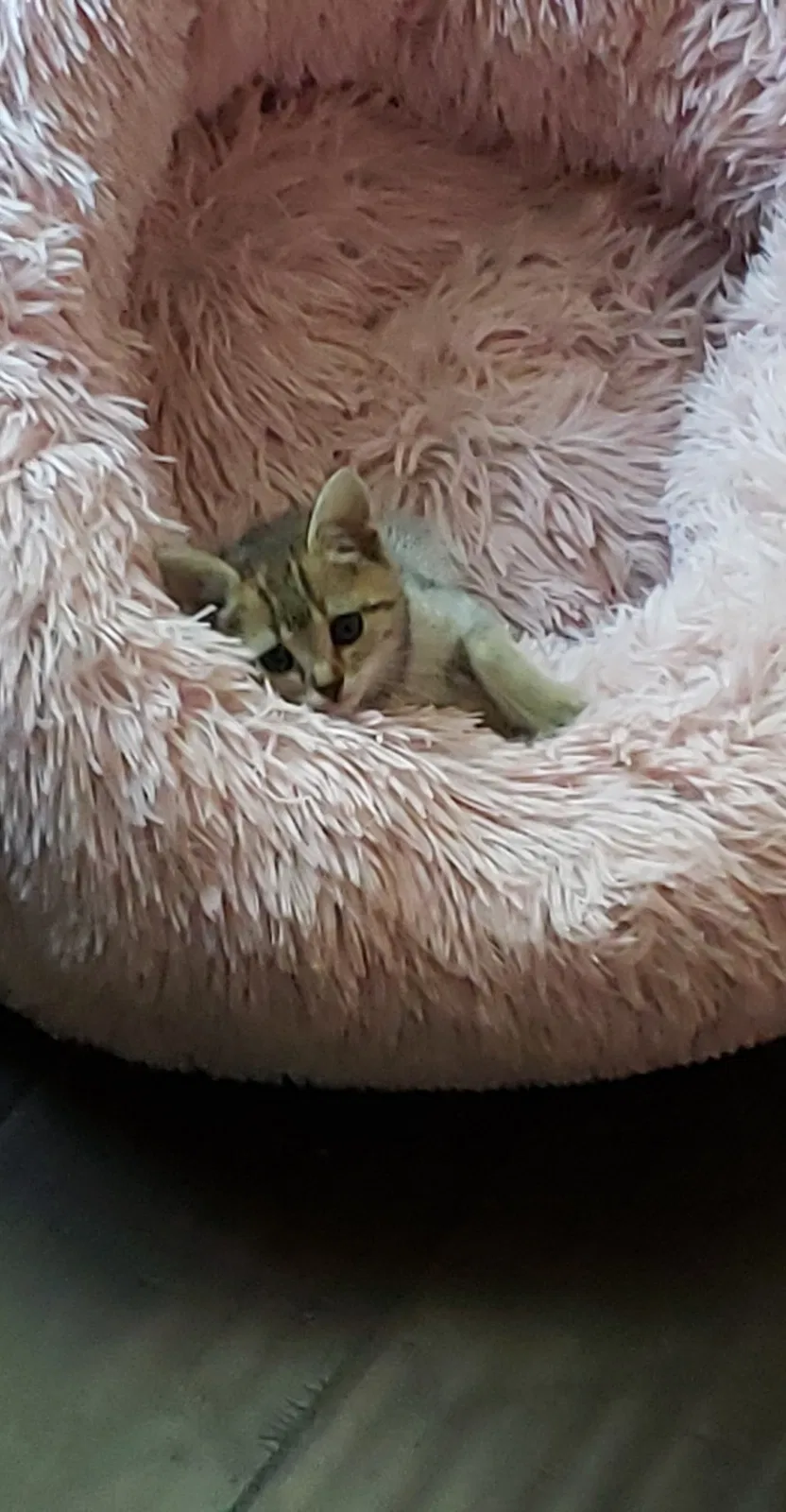 Lost cat in Charlotte, NC, 28262