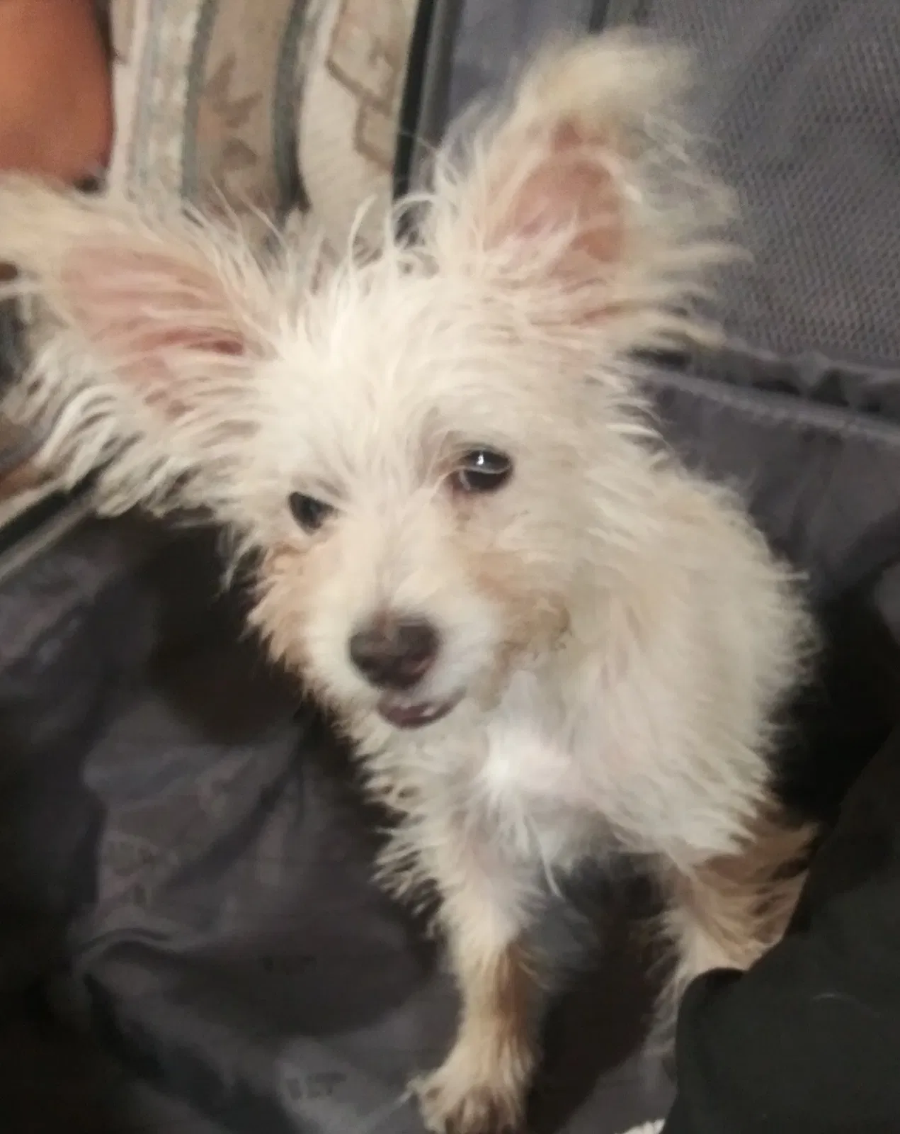 Lost dog in Las Vegas, NV, 89104