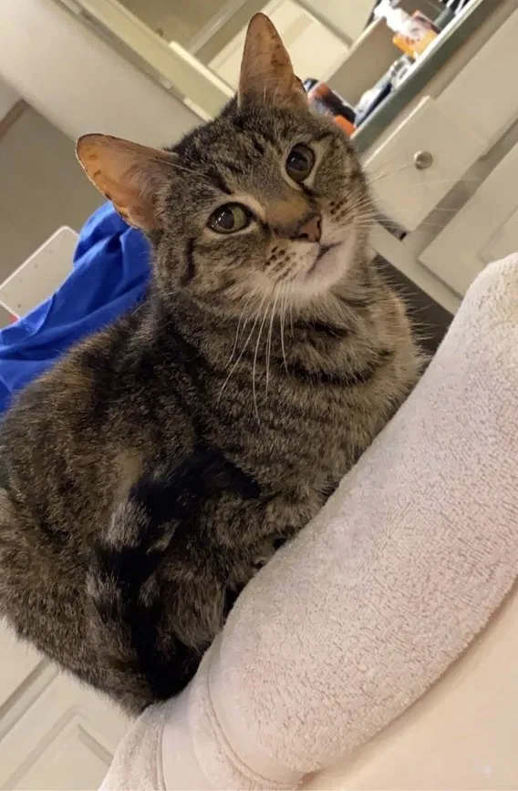 Lost cat in North Little Rock, AR, 72116