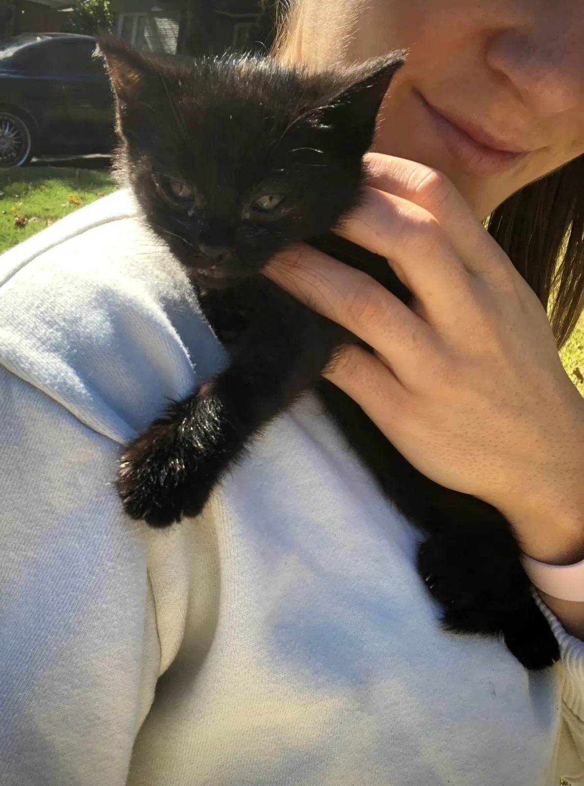 Found cat in Fort Worth, TX, 76133