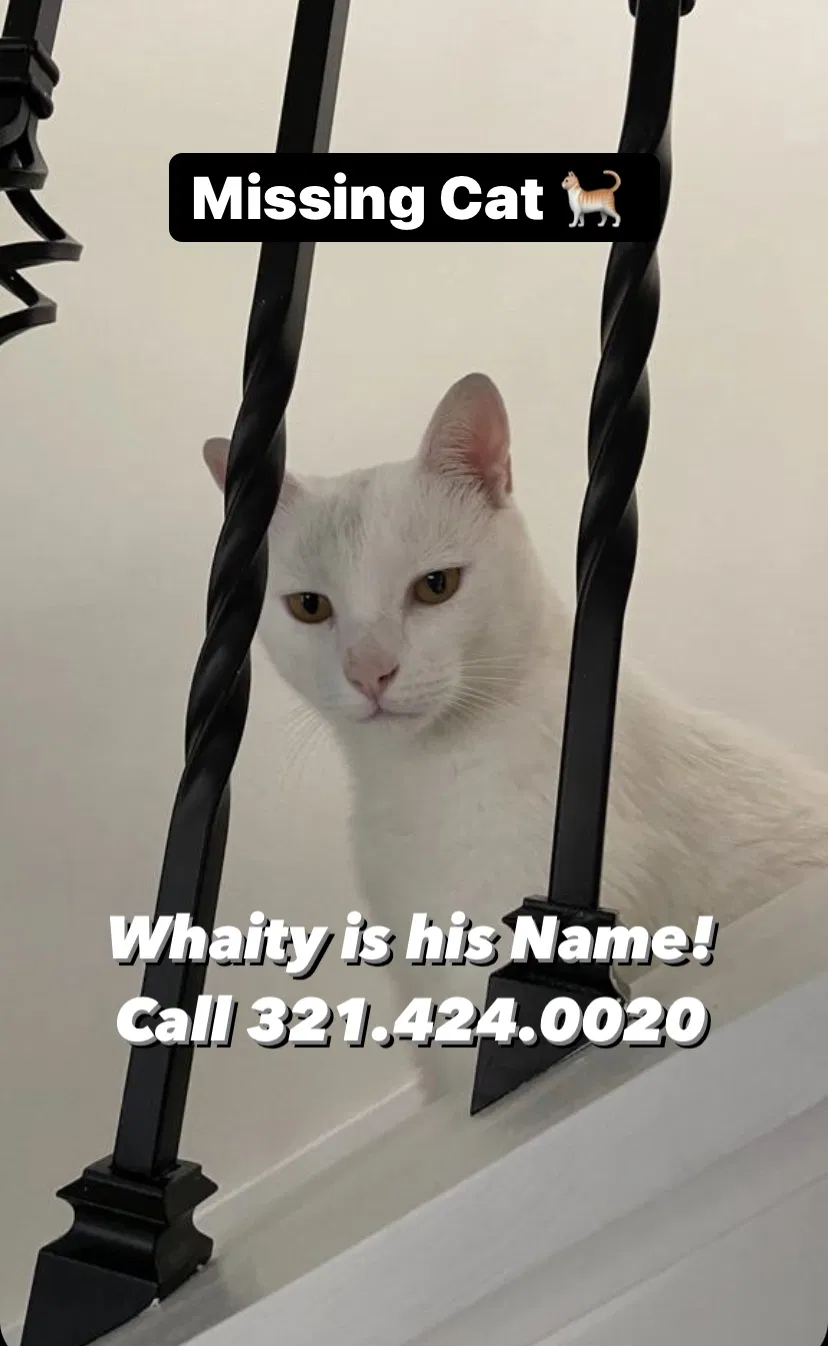 Lost cat in Kissimmee, FL, 34744