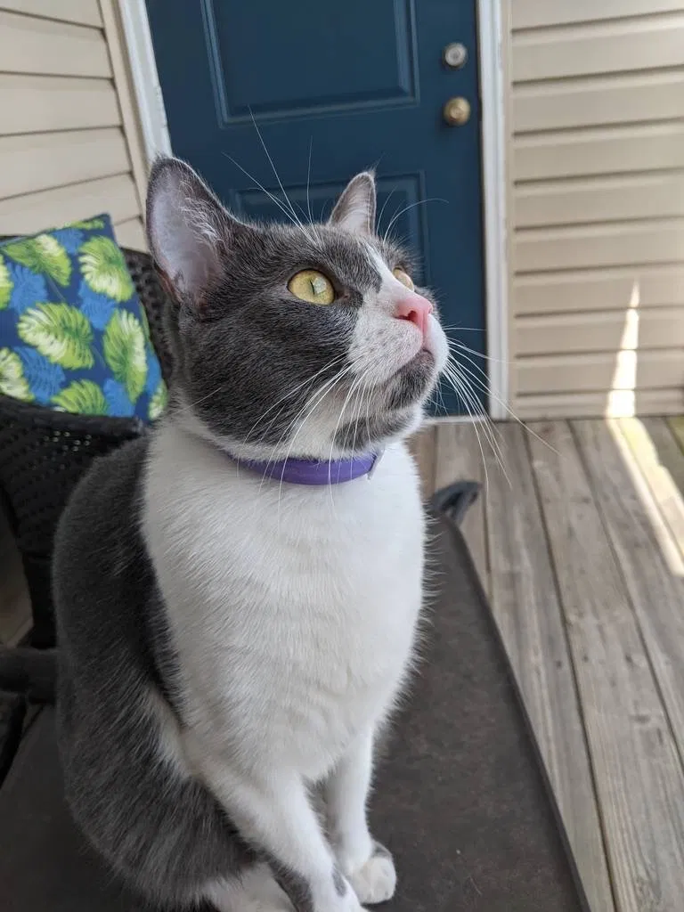 Lost cat in Charlotte, NC, 28262