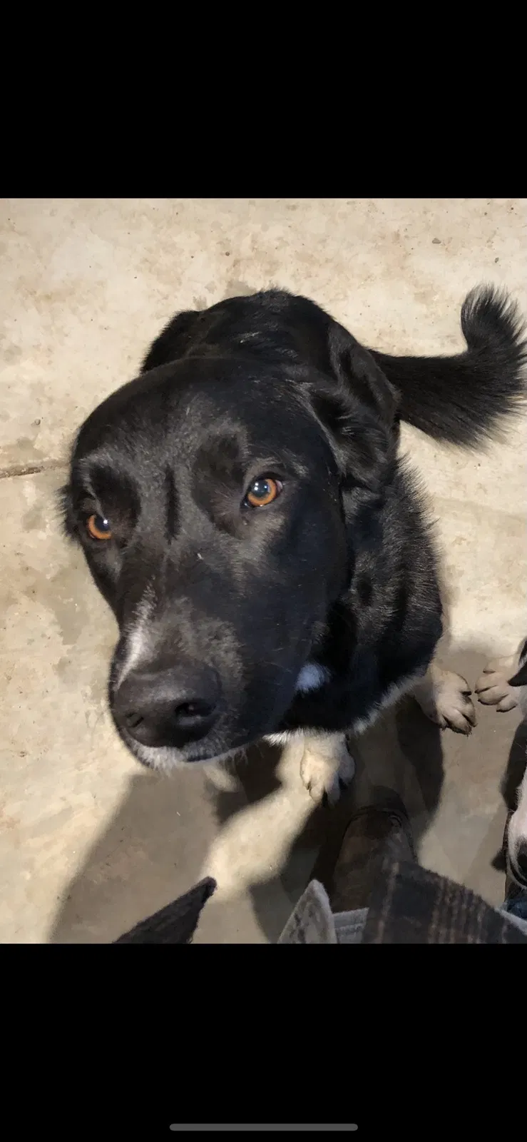 Lost dog in Santa Rosa, CA, 95404