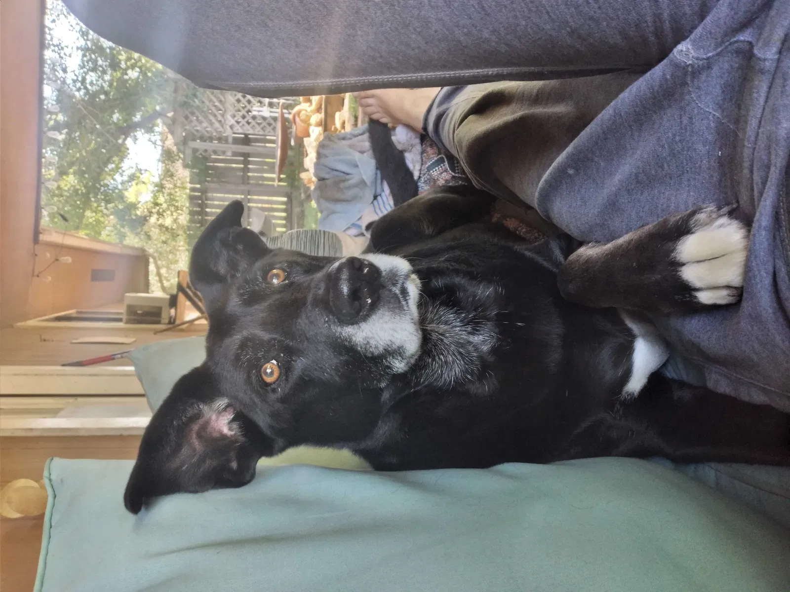 Lost dog in Spring, TX, 77373