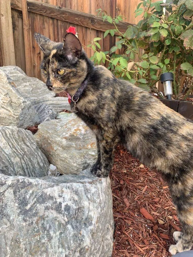 Lost cat in Adelanto, CA, 92301