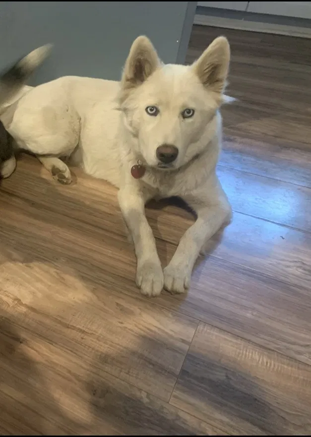 Lost dog in Indianapolis, IN, 46241