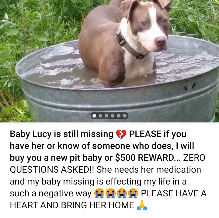 Lost dog in Detroit, MI, 48205