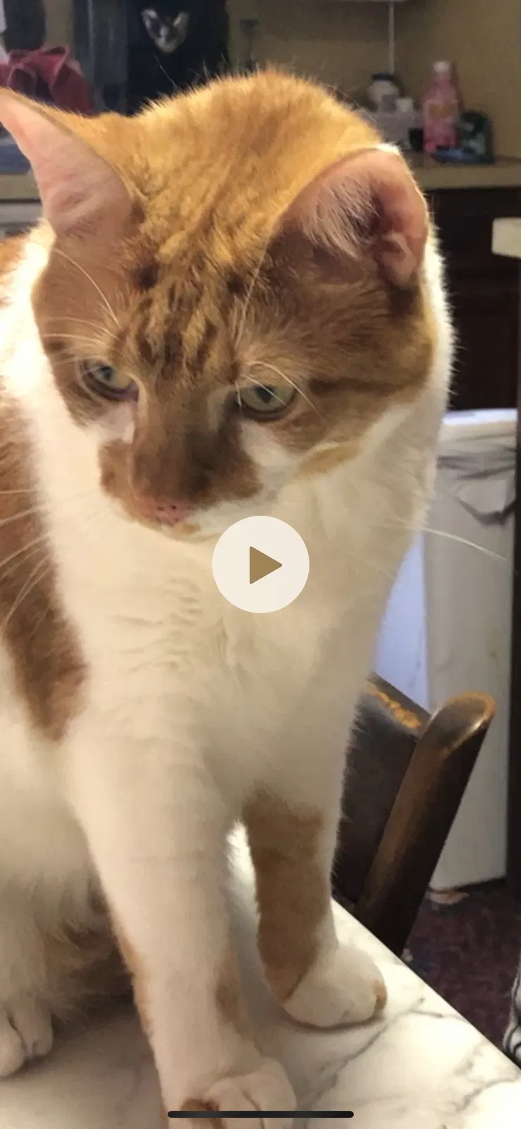 Lost cat in Gouldsboro, PA, 18424