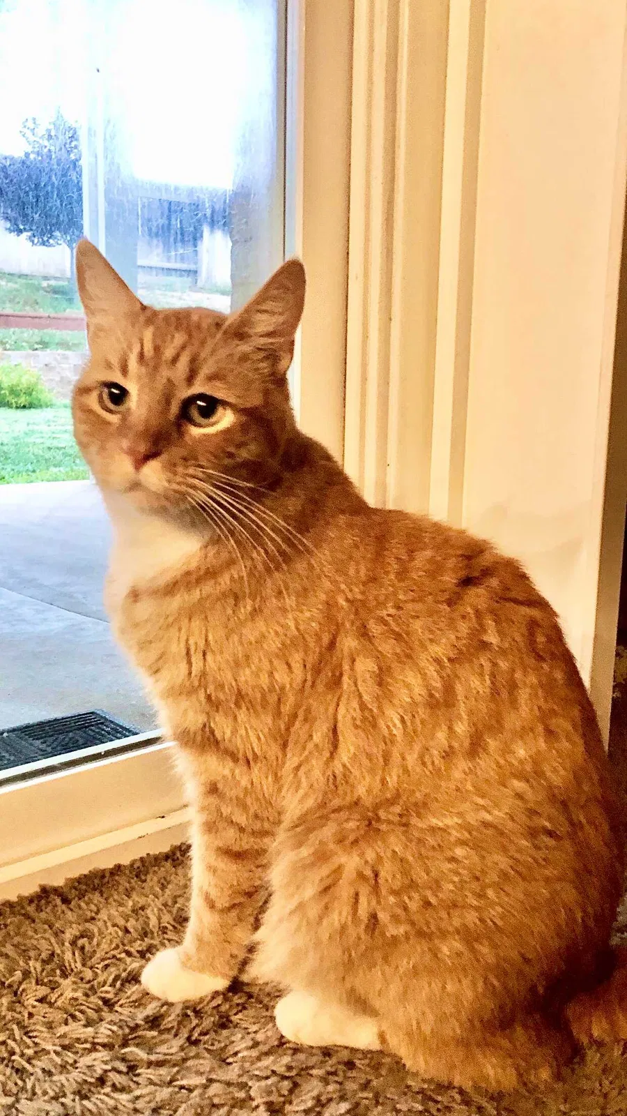 Lost cat in Riverside, CA, 92506