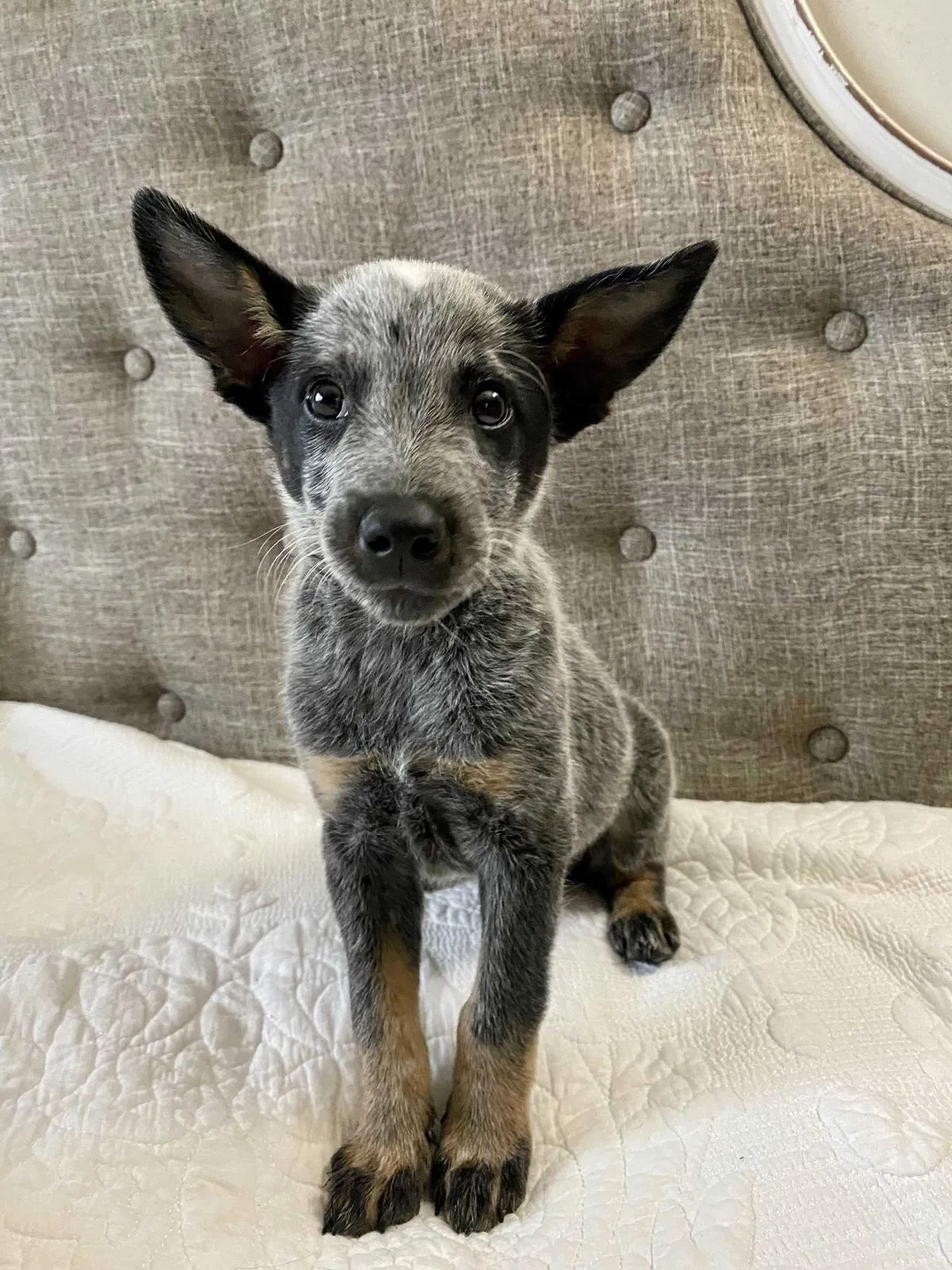 Lost dog in Fairfield, CA, 94533