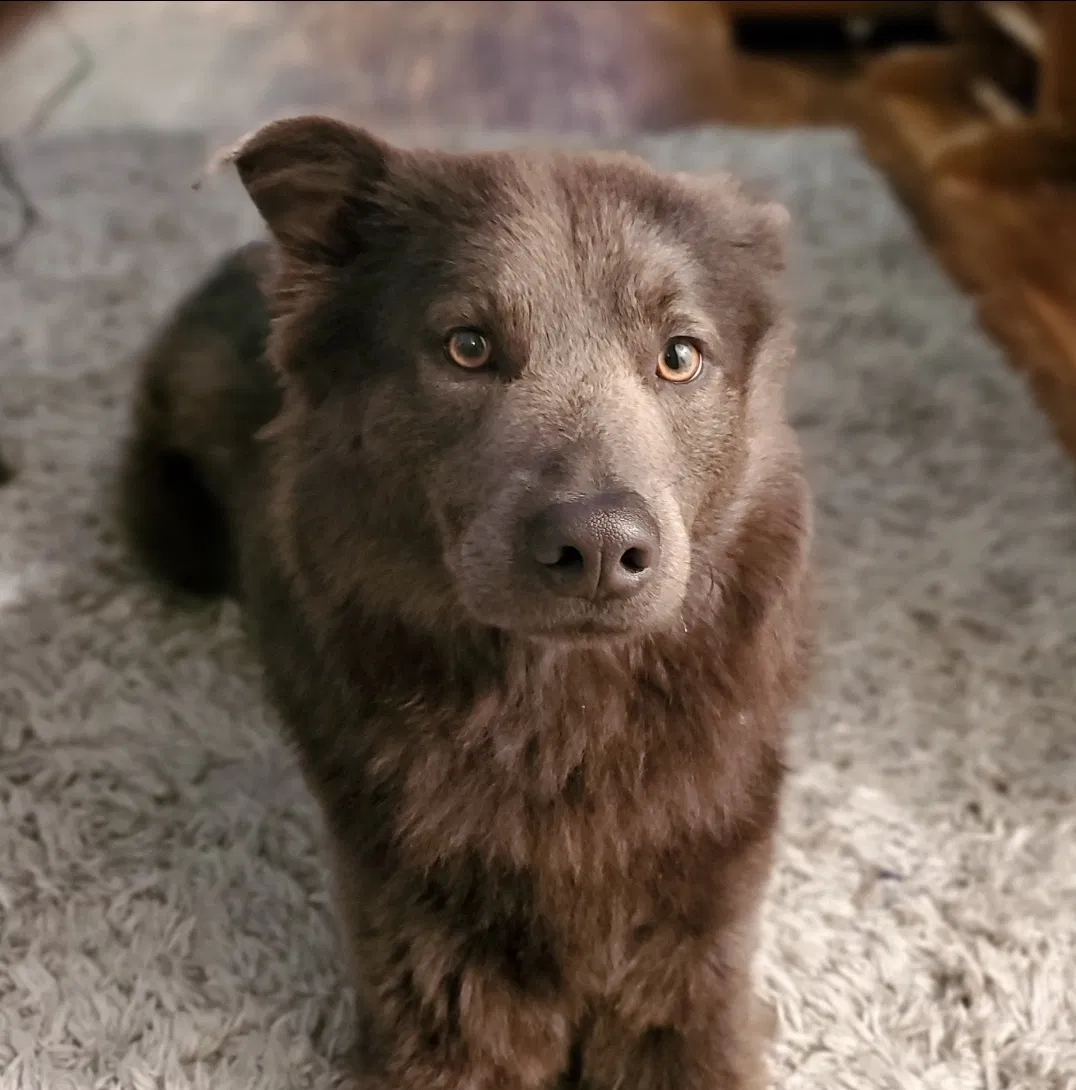Lost dog in Darby, PA, 19023