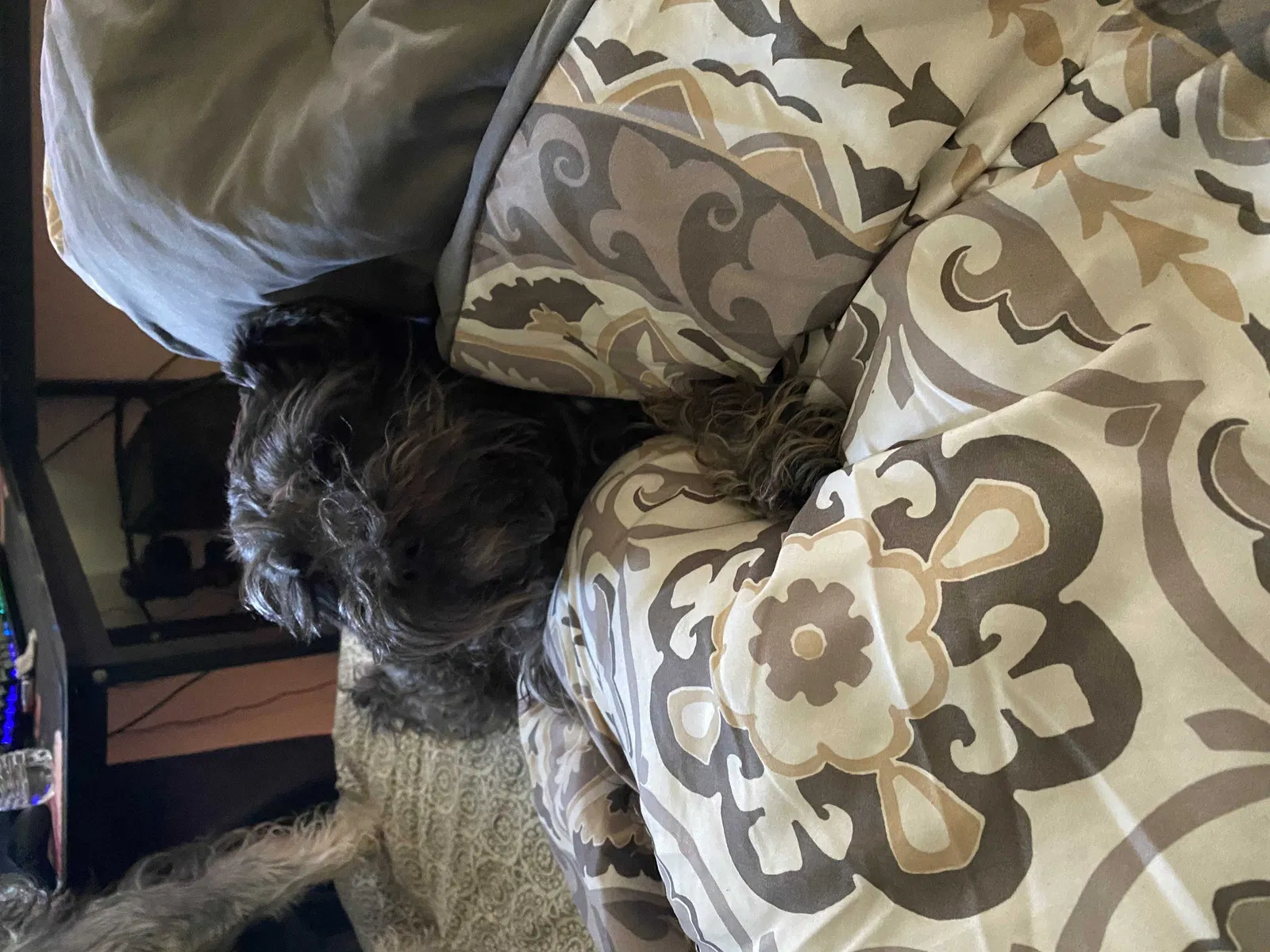 Lost dog in Compton, CA, 90221