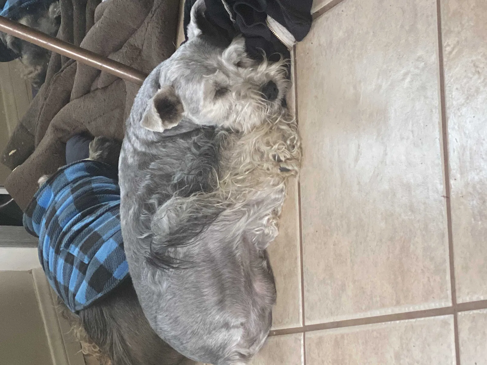 Lost dog in Compton, CA, 90221