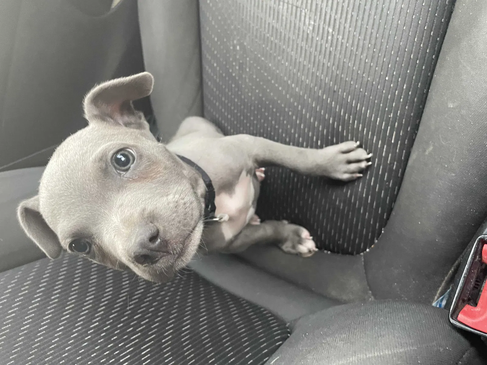 Lost dog in Lawton, OK, 73501