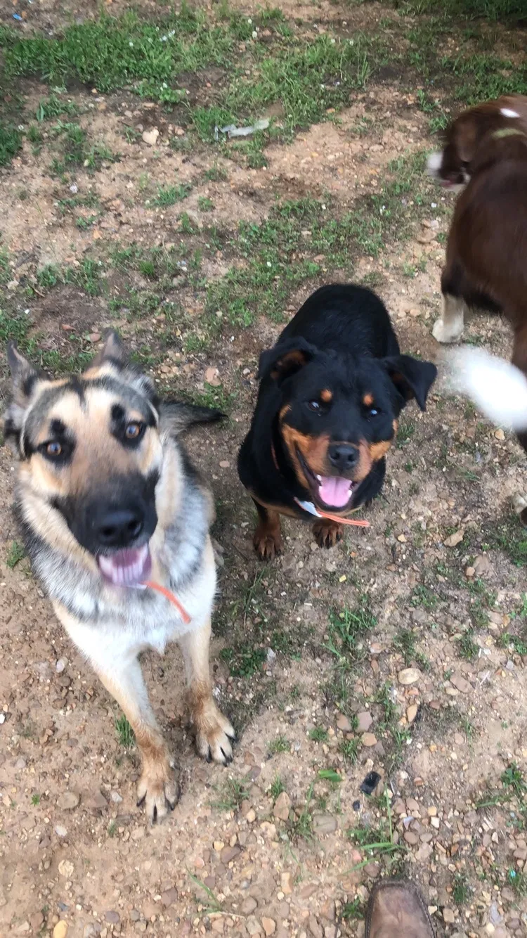 Lost dog in Memphis, TN, 38115