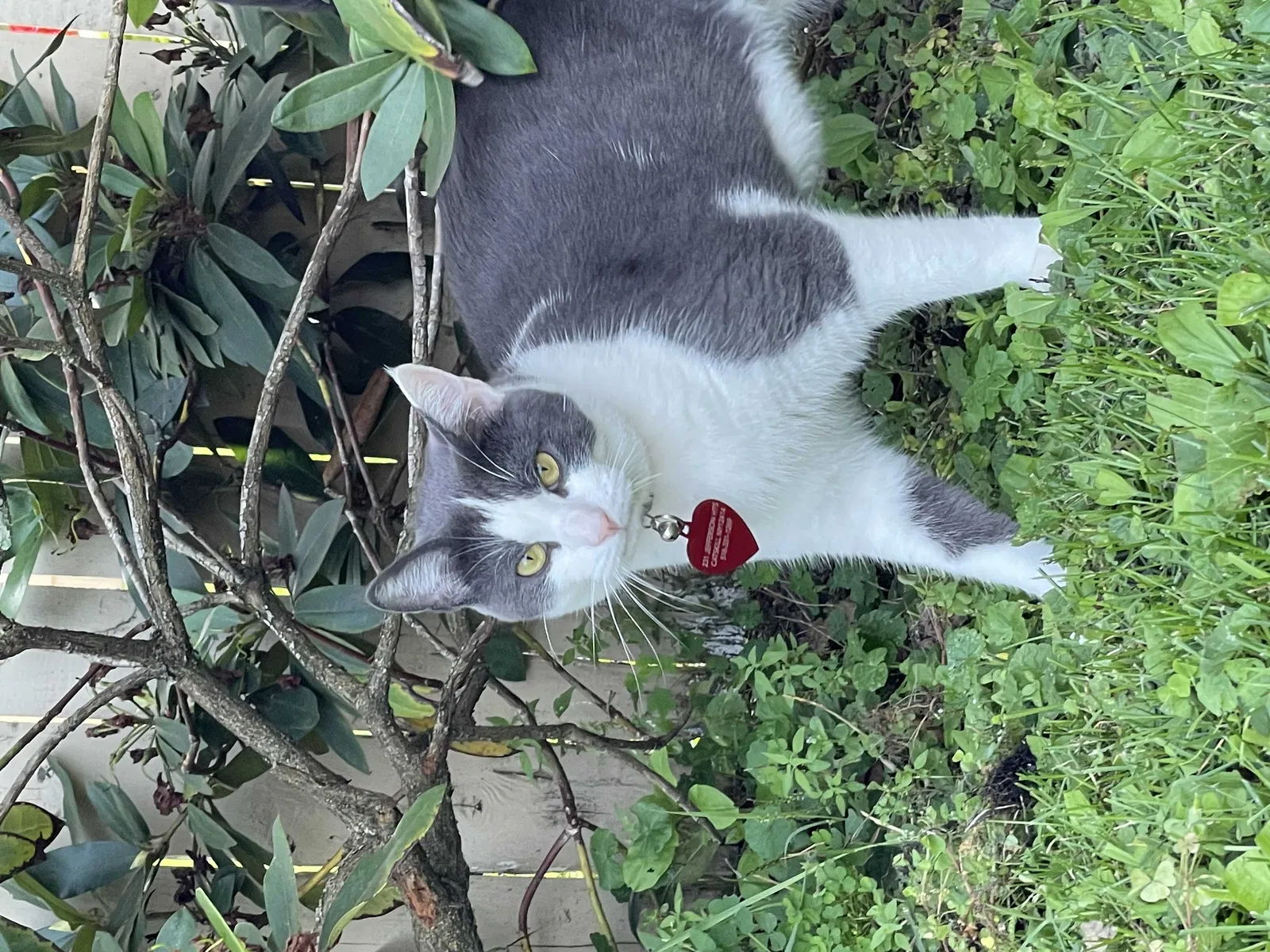 Lost cat in Catskill, NY, 12414