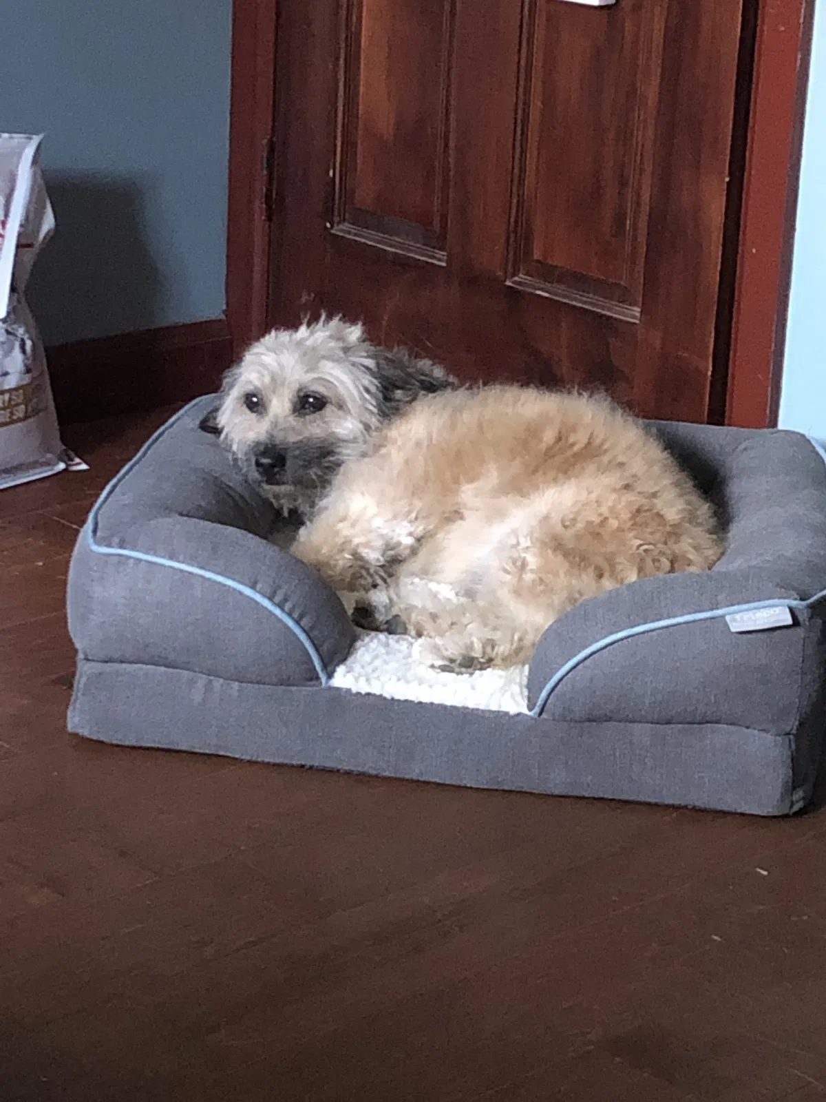 Lost dog in Richmond, CA, 94804