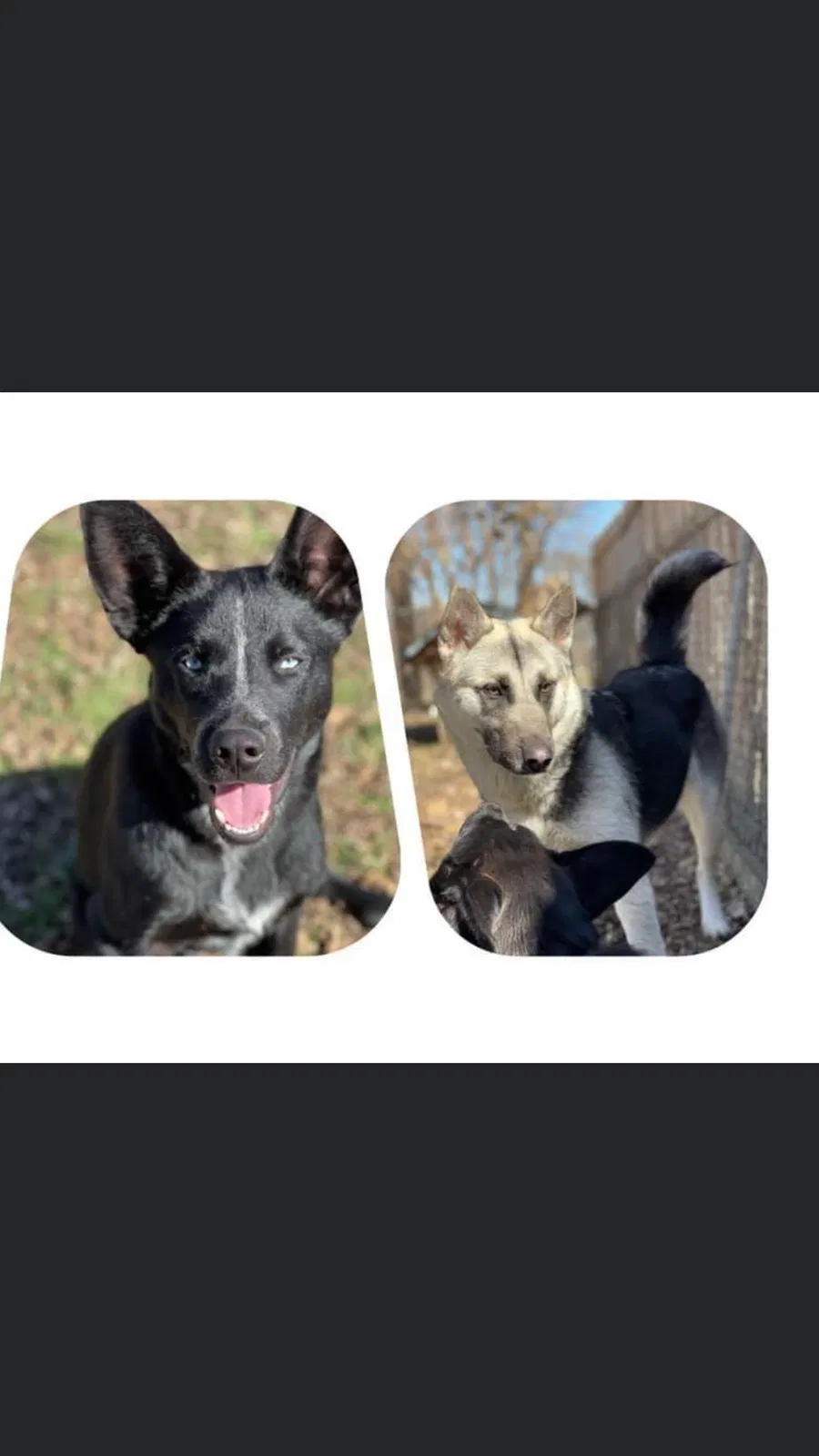 Lost dog in Garland, TX, 75040