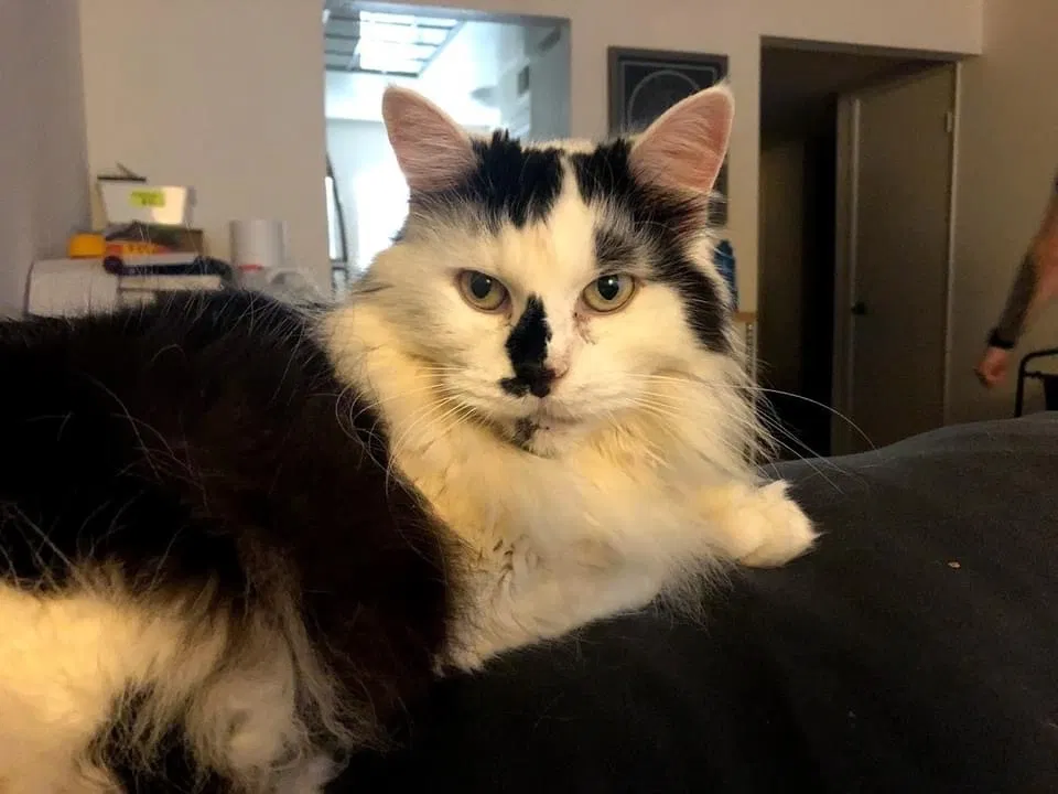 Lost cat in Irvine, CA, 92606