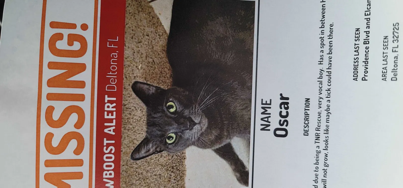 Lost cat in Deltona, FL, 32725