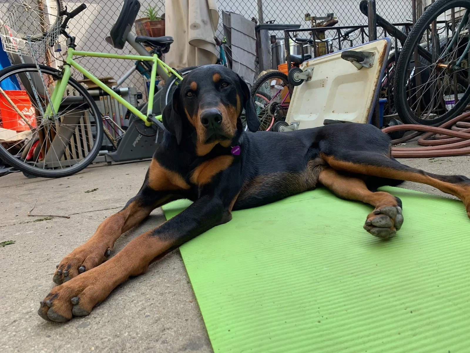 Lost dog in Brooklyn, NY, 11232